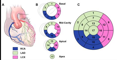 lv wall segments|myocardial wall segments.